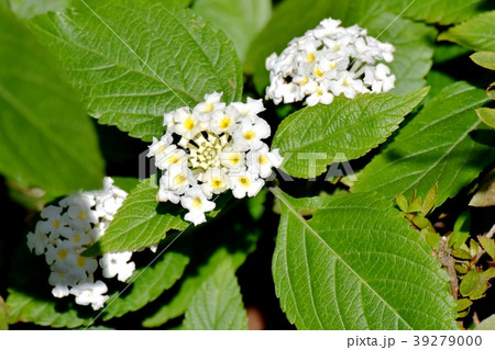 三鷹中原に咲く白色ランタナ 39279000