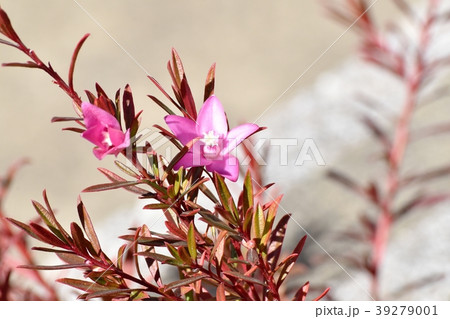 三鷹中原に咲くピンクのクロウエア（サザンクロス） 39279001