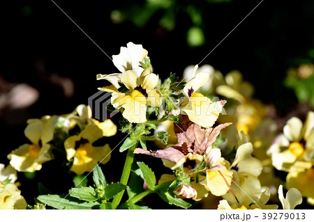 三鷹中原に咲くリナリア 三鷹中原に咲くリナリア 39279013