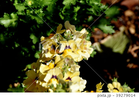 三鷹中原に咲くリナリア 39279014