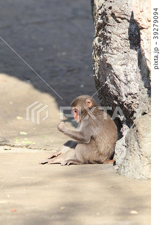 ニホンザル 39279094