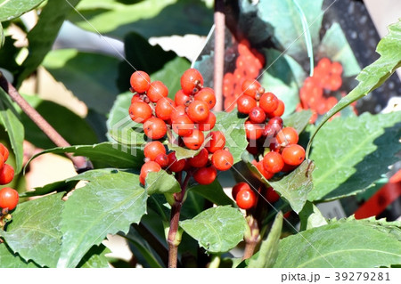 三鷹中原になるセンリョウ(千両)の実 三鷹中原になるセンリョウ(千両)の実 39279281