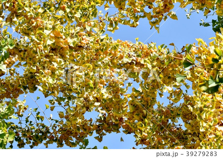 三鷹仙川隣接公園になる銀杏（イチョウの実） 39279283