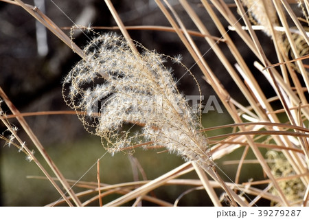 三鷹中原に咲くススキの穂 39279287