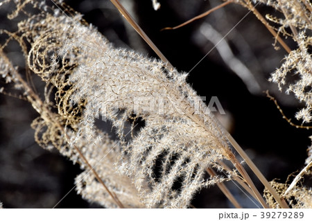 三鷹中原に咲くススキの穂 39279289