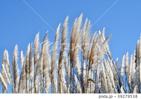 調布の植物園に咲くパンパスグラスの穂 調布の植物園に咲くパンパスグラスの穂 39279538