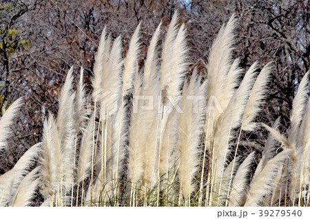 調布の植物園に咲くパンパスグラスの穂 調布の植物園に咲くパンパスグラスの穂 39279540