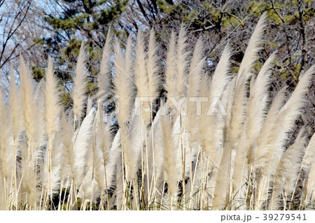調布の植物園に咲くパンパスグラスの穂 調布の植物園に咲くパンパスグラスの穂 39279541