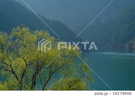 春の渓谷（奈良県吉野郡川上村） 39279606