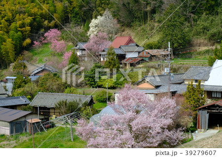 山里の春（奈良県高市郡明日香村） 39279607