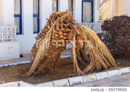 Fallen palm tree on the ground. withered palm tree 39279890