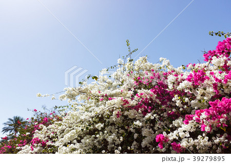 white and pink Bougainvillea flowers on background 39279895