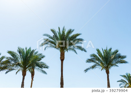 Coconut palm trees on blue sky background 39279904