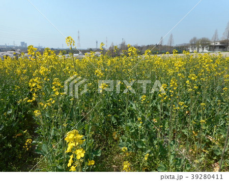 菜の花畑と青空 39280411