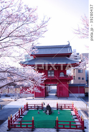 宇都宮市 慈光寺の赤門とエドヒガンザクラ 宇都宮市 慈光寺の赤門とエドヒガンザクラ 39280437