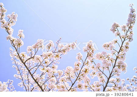 春イメージ　桜咲き　花開く頃 39280641