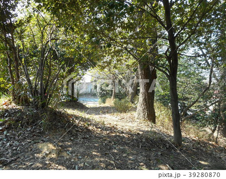 晴れた日の森の中 39280870