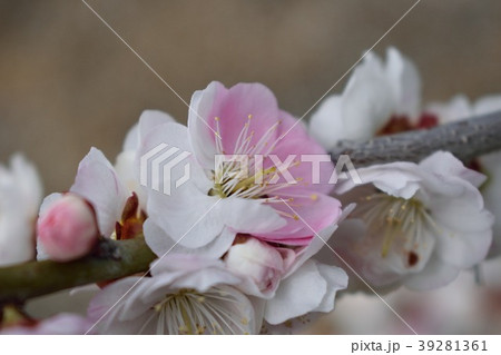 源平咲きの梅の花 源平咲きの梅の花 39281361