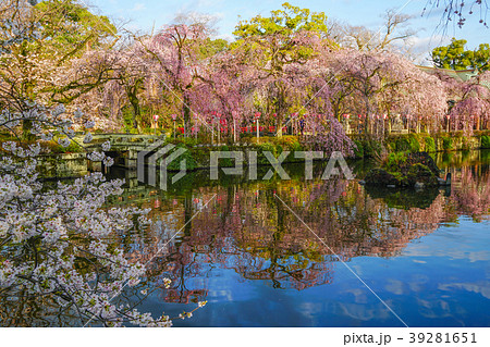 三嶋大社　桜 39281651