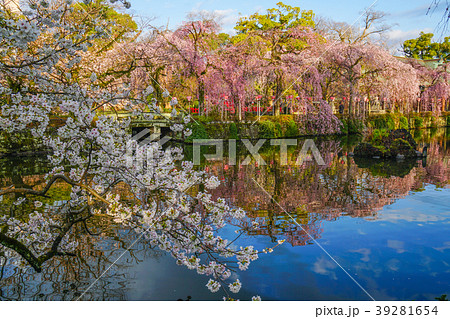 三嶋大社　桜 39281654