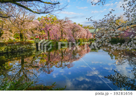 三嶋大社　桜 39281656