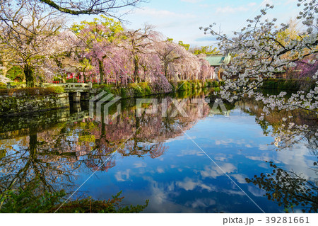 三嶋大社　桜 39281661