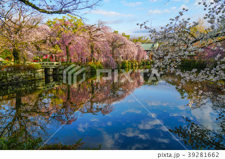 三嶋大社　桜 39281662