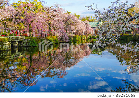 三嶋大社　桜 39281668