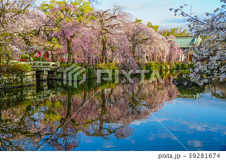 三嶋大社 桜 三嶋大社 桜 39281674