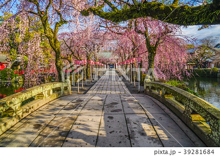 三嶋大社　桜 39281684