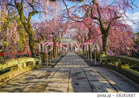 三嶋大社　桜 39281687