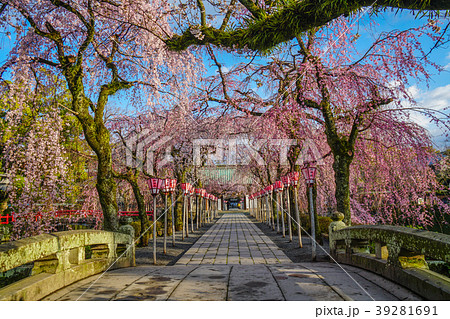 三嶋大社　桜 39281691