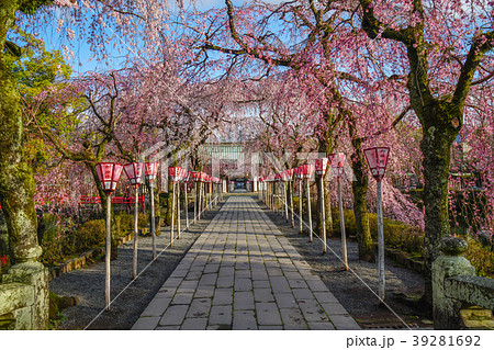 三嶋大社　桜 39281692