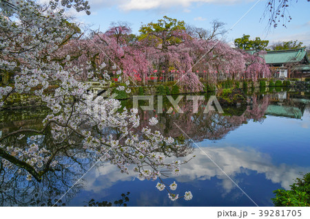 三嶋大社　桜 39281705