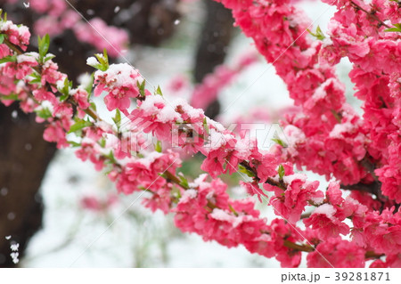 春の淡雪とハナモモ 春の淡雪とハナモモ 39281871