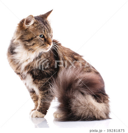 Portrait of a homeless cat. Cat without breed. The 39281875