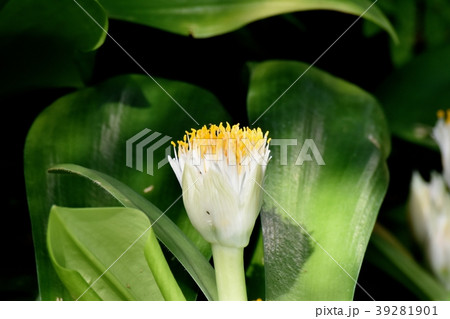 調布の植物園に咲くマユハケオモト 調布の植物園に咲くマユハケオモト 39281901