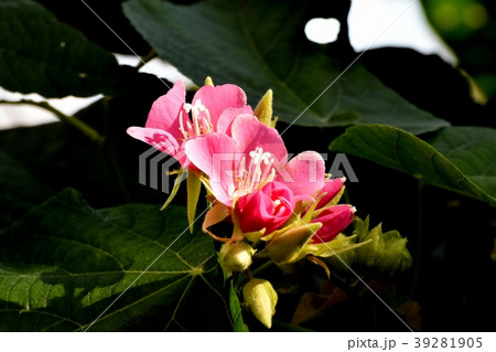 調布の植物園に咲くドンベアセミノール 調布の植物園に咲くドンベアセミノール 39281905