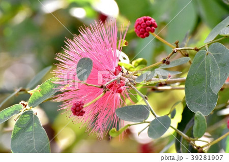調布の植物園に咲くカリアンドラセロイ(トキワネム) 調布の植物園に咲くカリアンドラセロイ(トキワネム) 39281907