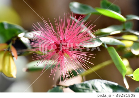 調布の植物園に咲くカリアンドラセロイ（トキワネム） 39281908
