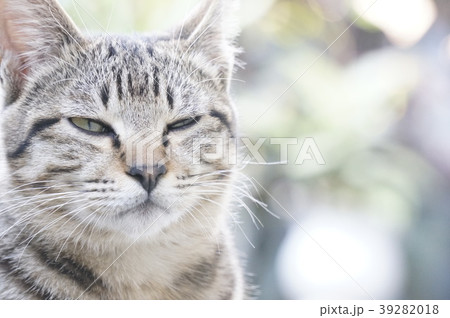 自然 天然 ナチュラル 39282018