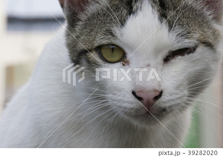 自然 天然 ナチュラル 39282020