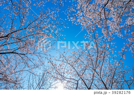 ソメイヨシノ２ 39282176