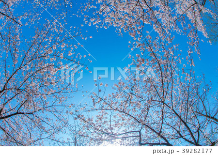 ソメイヨシノ３ 39282177