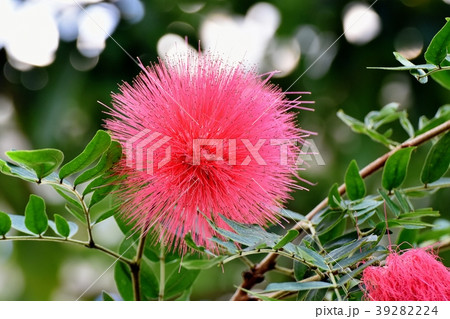 調布の植物園に咲くカリアンドラセロイ（トキワネム） 39282224