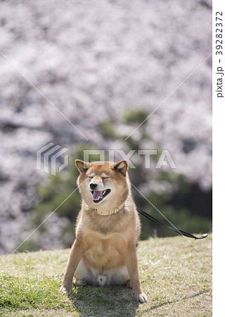 柴犬 桜 気持ちいいの写真素材