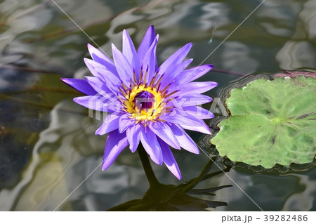 調布の植物園に咲くスイレン（ディレクター・G.T.ムーア） 39282486