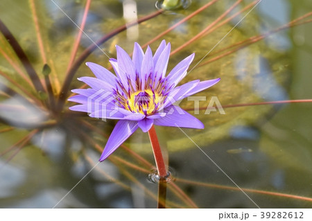 調布の植物園に咲くスイレン（ディレクター・G.T.ムーア） 39282612