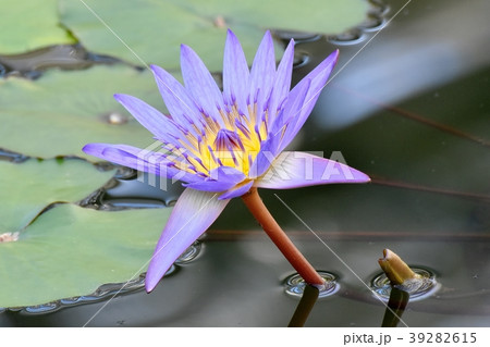 調布の植物園に咲くスイレン（ディレクター・G.T.ムーア） 39282615
