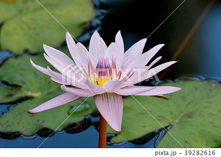 調布の植物園に咲くスイレン 39282616
